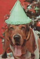 Dog Life Of The Party Dogs Rare New York Comic Postcard