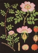 Dog Rose Rosa Canina Plant Flower Old School Lesson Wall Chart Postcard