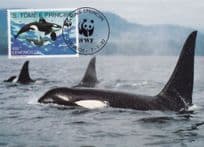 Dorsal Fin Orcinus Orca Killer Whale WWF Sealife Stamp Rare FDC Postcard