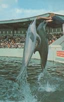 Double Jump Fish At St Petersburg Florida Seaquarium Dolphin Postcard