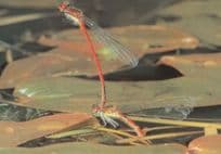 Dragonfly Doing Circus Handstand Award Photo Postcard