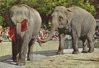 Dutch Zoo Elephant Tugging Elephants Tail Flag Zoo Postcard