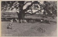 Dyrehaven Denmark Cattle Farm Postcard