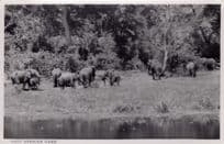East Africa Uganda Elephants Kenya Vintage Congo Real Photo Postcard