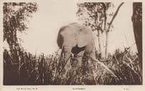 East African Game Blood Sports 20 Elephant Old Postcard