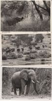 East African Game Elephants Hunting 3x Real Photo Postcard s