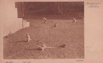 East Java Monkeys Antique Postcard