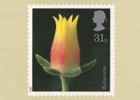 Echeveria Flower Limited Edition Postcard