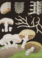 Edible Mushroom Old School Educational Lesson Wall Chart Postcard
