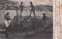 Egyptian Crocodile Animal Hunting Antique Postcard