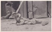 Egyptian Lizard in WW2 1943 Real Photo Postcard
