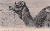 Egyptian Types & Scenes A Ship Of The Desert Camel Old Postcard