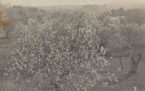 El Almendro Please Check Rare Real Photo Old Spain Postcard