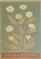 Elecampane Inula Helenium Elfdock Flower Museum Exhibit Postcard