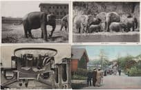 Elephant 4x African London Zoo Great Bundle Of Postcard s