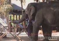 Elephant Artist Painter At Lampang Thai Conservation Centre Postcard