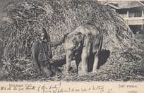 Elephant Calf Baby Just Awake Antique Indian Postcard