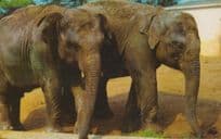 Elephant Elephants Colchester Essex Zoo Rare 1970s Postcard