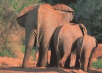 Elephant Procession Arse Bum Kehrseite Parade German Comic Animal Postcard