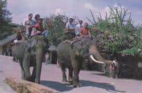 Elephant Ride Rides at Nakorn Pathom Thailand Postcard