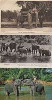 Elephant Rides at London Zoo Kenya 3x Postcard s
