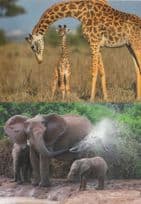 Elephant Shower Giraffe Mother & Baby 2x Animal Comic Postcard s