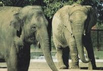 Elephants at Granby Zoo Canada Rare 1980s Postcard