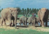 Elephants at Twycross Zoo Leicester Postcard