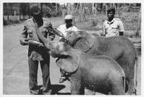 Elephants Drinking Kenya 8x6 African Vintage Press Photo