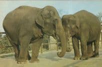 Elephants Kissing With Trunks at Chessingtoo Zoo Surrey 1970s Postcard