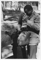 Elephants Trunk Inspection Playing Kenya 8x6 African Press Photo