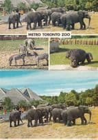Elephants Zebra Hippo at Metro Toronto Zoo Canadian 2x Postcard s