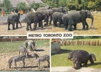 Elephants Zebra Hippo at Metro Toronto Zoo Canadian Postcard