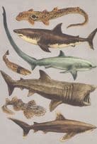 Epaulette Shark Great White Cookiecutter Common Thresher Sharks Postcard