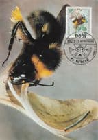Erdhummel Bee Buff Tailed Bumblebee German Rare FDC Postcard