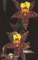 Eric Young Orchid Foundation Trinity Plants Display Area Postcard