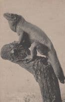 Essener Aquarium German 1924 Lizard Reptile Antique Postcard