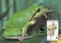 European Tree Frog Belgium Belgie Reptile WWF Stamp FDC Postcard