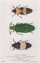 Exotic Beetles Chrysochroa Mirabilis Cataxantha Opulenta Old Postcard