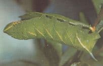 Eyed Hawk Moth Caterpillar Postcard