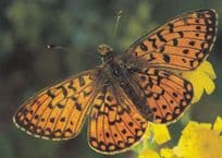 Fabriciana Niobe Butterfly Butterflies Postcard