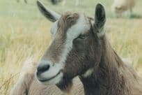 Farm Cattle at Theydon Garnon Epping 1980s Postcard