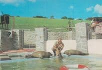 Feeding Time Seals Cornish Seal Sanctuary Postcard