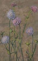 Field Scabious Perennial Blooms Vintage Flower Postcard