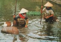 Fishing Dredge Vietnam Fisherman Postcard