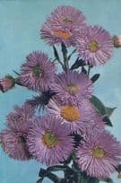 Fleabane Festivity Daisy Unusual Rare Flowers Postcard
