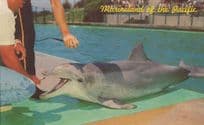 Flipper The Talking Dolphin TV Show at Porpoise Games Rare Postcard