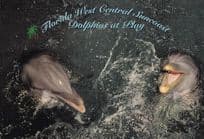Florida Dolphins at Play Beautiful Postcard