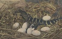 Florida FL Alligator Nest Eggs Reptiles Antique Linen USA Postcard