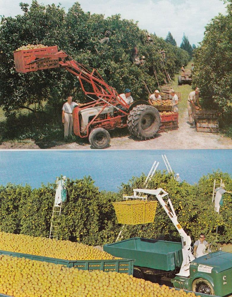 Citrus Rake Loader Florida Oranges Picking Fruit Tractor Citrus Harvest 2x Farming Postcard s
